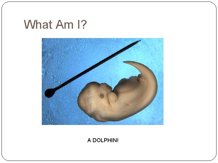 What Am I? A DOLPHIN! 