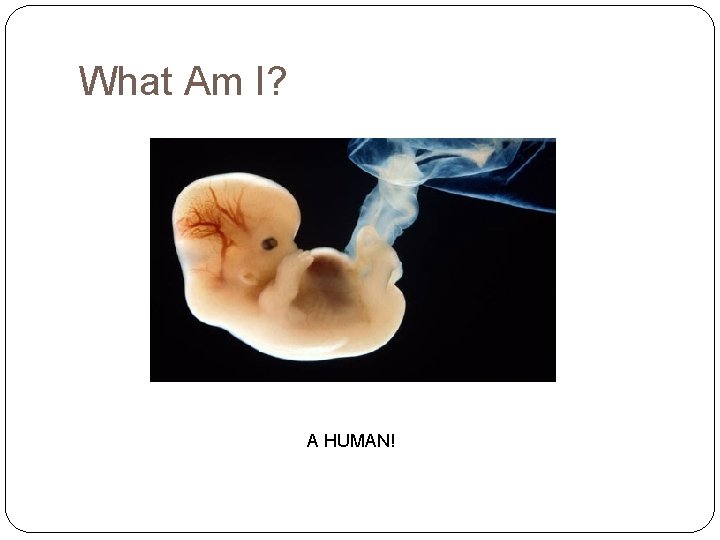 What Am I? A HUMAN! 