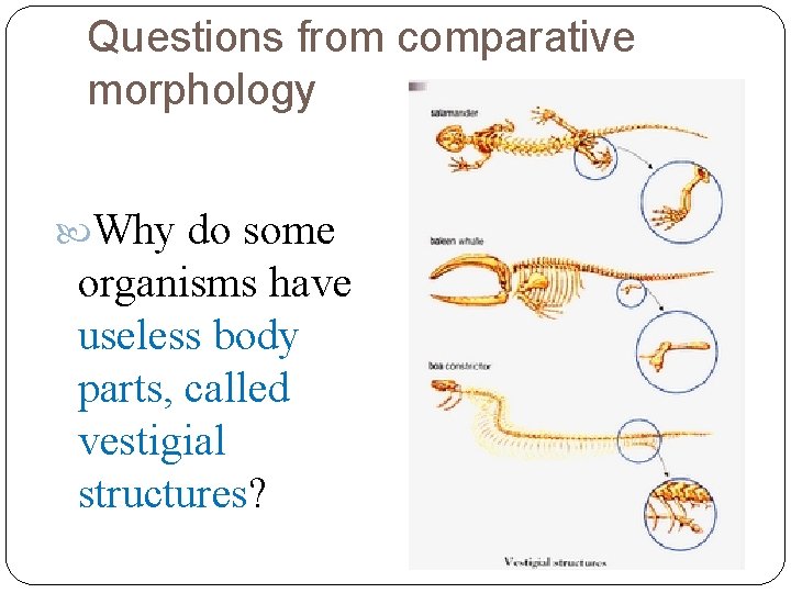 Questions from comparative morphology Why do some organisms have useless body parts, called vestigial