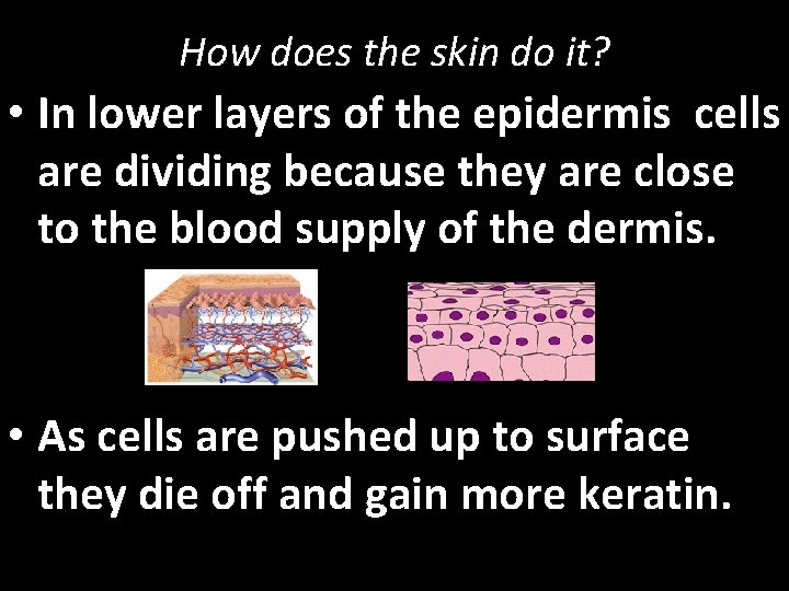 How does the skin do it? • In lower layers of the epidermis cells