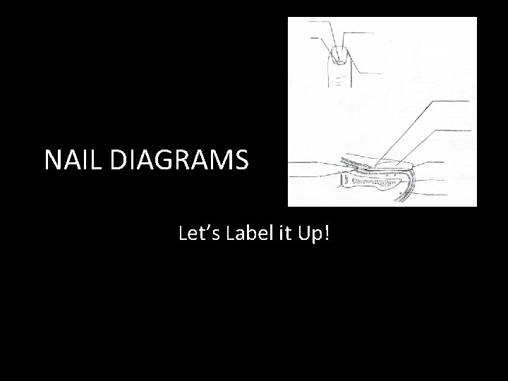 NAIL DIAGRAMS Let’s Label it Up! 