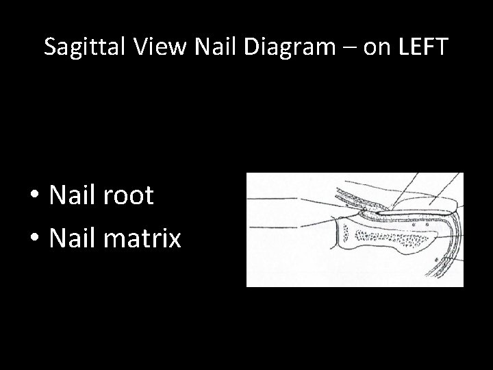 Sagittal View Nail Diagram – on LEFT • Nail root • Nail matrix 