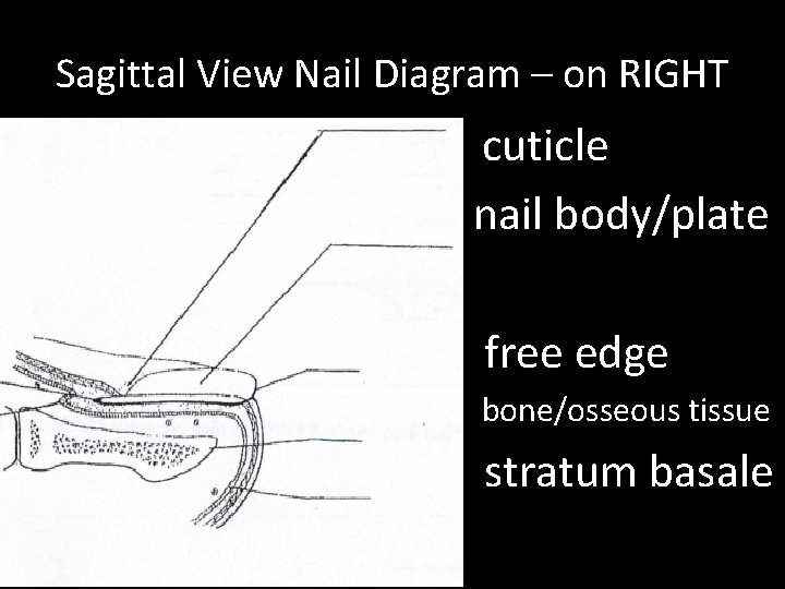 Sagittal View Nail Diagram – on RIGHT • cuticle nail body/plate • free edge