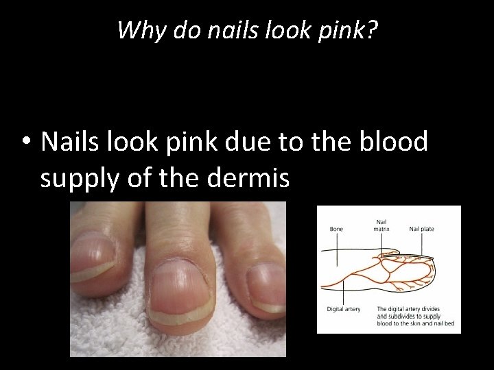 Why do nails look pink? • Nails look pink due to the blood supply