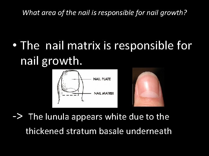 What area of the nail is responsible for nail growth? • The nail matrix