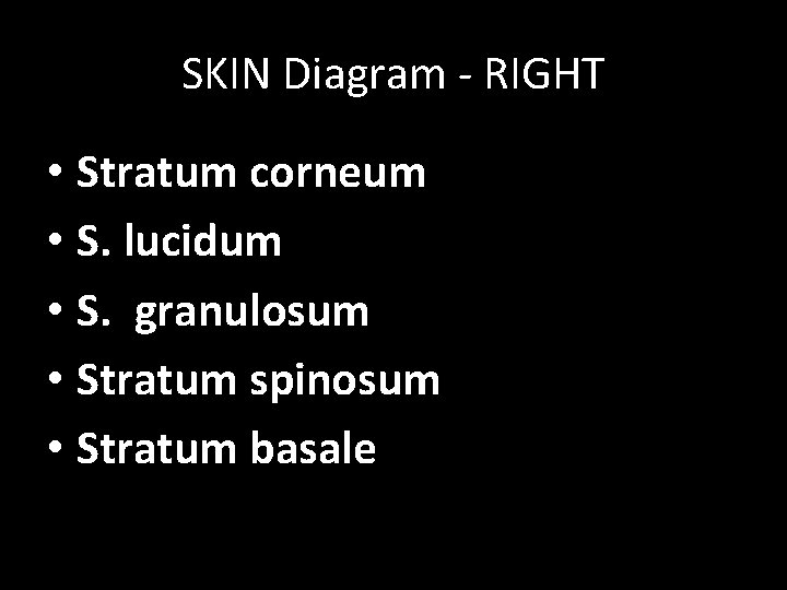 SKIN Diagram - RIGHT • Stratum corneum • S. lucidum • S. granulosum •