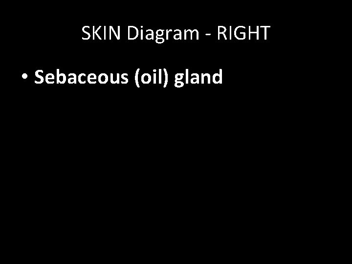 SKIN Diagram - RIGHT • Sebaceous (oil) gland 