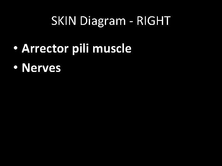 SKIN Diagram - RIGHT • Arrector pili muscle • Nerves 
