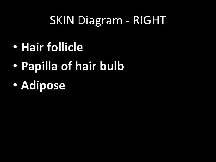 SKIN Diagram - RIGHT • Hair follicle • Papilla of hair bulb • Adipose