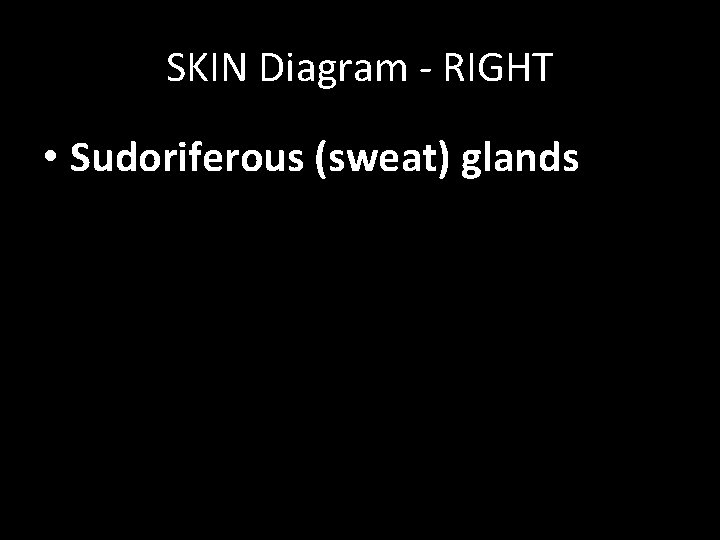 SKIN Diagram - RIGHT • Sudoriferous (sweat) glands 