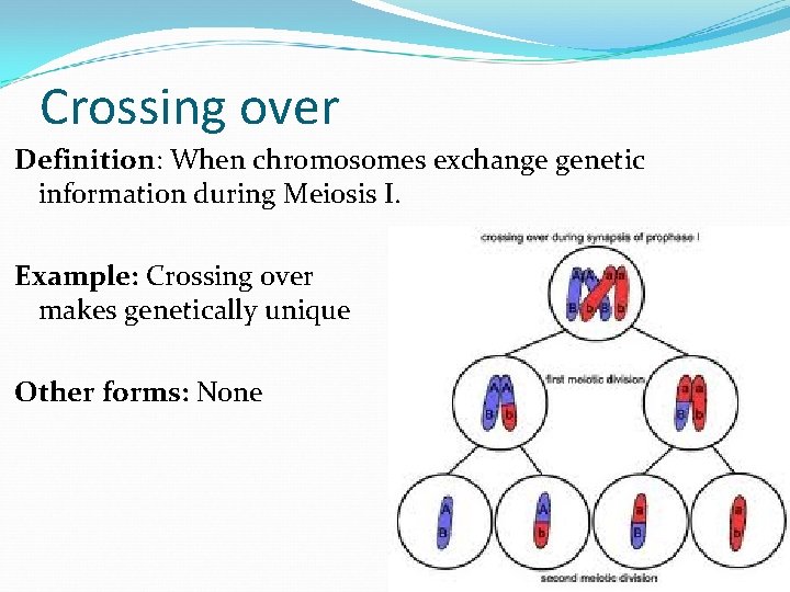 Crossing over Definition: When chromosomes exchange genetic information during Meiosis I. Example: Crossing over