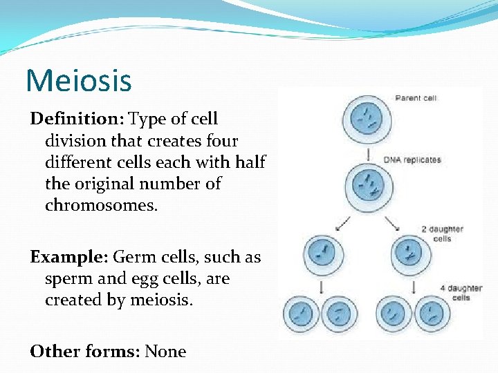 Meiosis Definition: Type of cell division that creates four different cells each with half