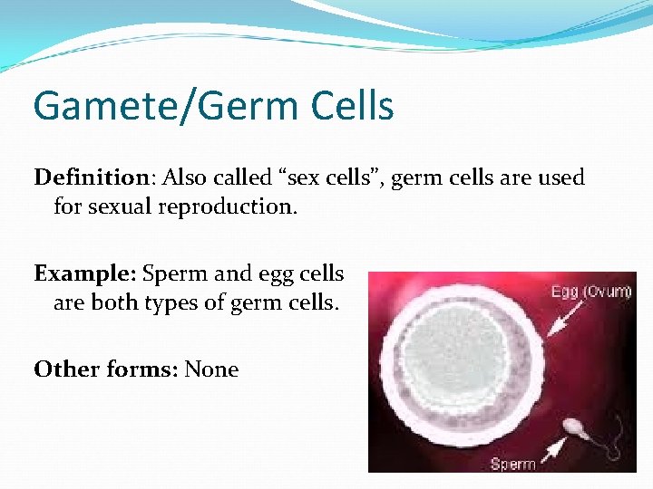 Gamete/Germ Cells Definition: Also called “sex cells”, germ cells are used for sexual reproduction.