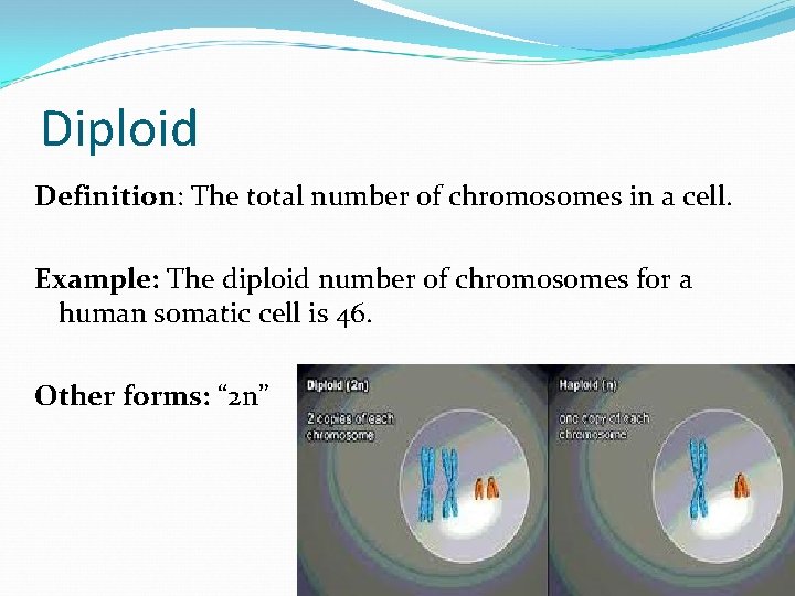 Diploid Definition: The total number of chromosomes in a cell. Example: The diploid number