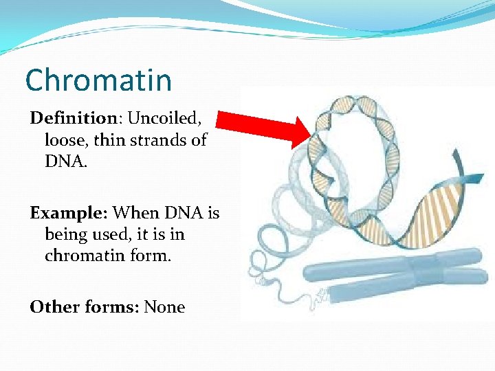 Chromatin Definition: Uncoiled, loose, thin strands of DNA. Example: When DNA is being used,