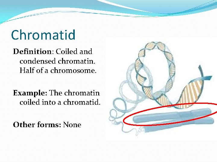 Chromatid Definition: Coiled and condensed chromatin. Half of a chromosome. Example: The chromatin coiled