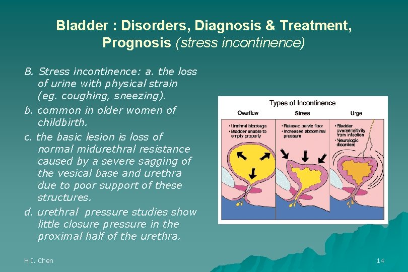 Bladder : Disorders, Diagnosis & Treatment, Prognosis (stress incontinence) B. Stress incontinence: a. the