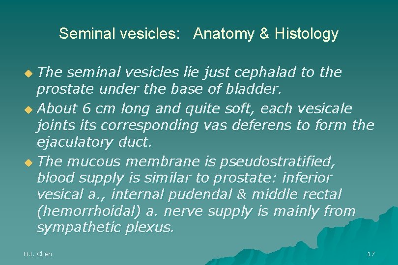 Seminal vesicles: Anatomy & Histology The seminal vesicles lie just cephalad to the prostate