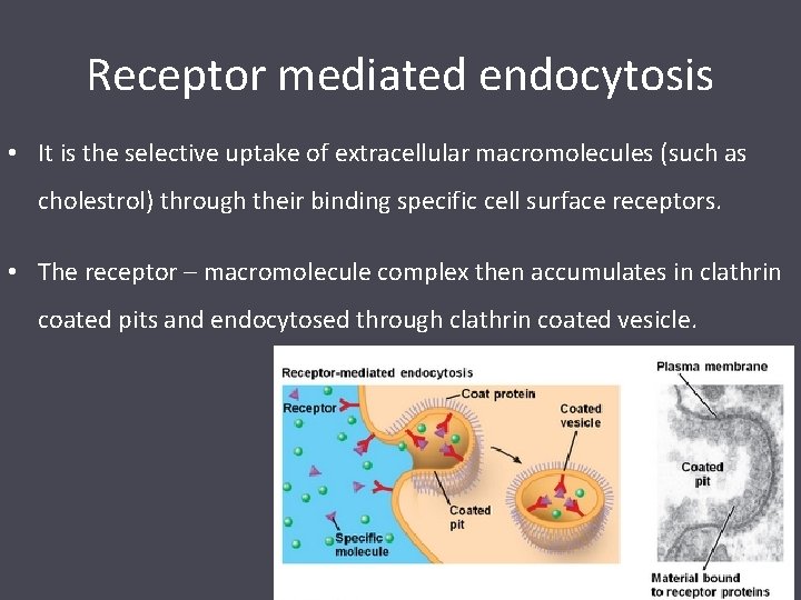 Receptor mediated endocytosis • It is the selective uptake of extracellular macromolecules (such as