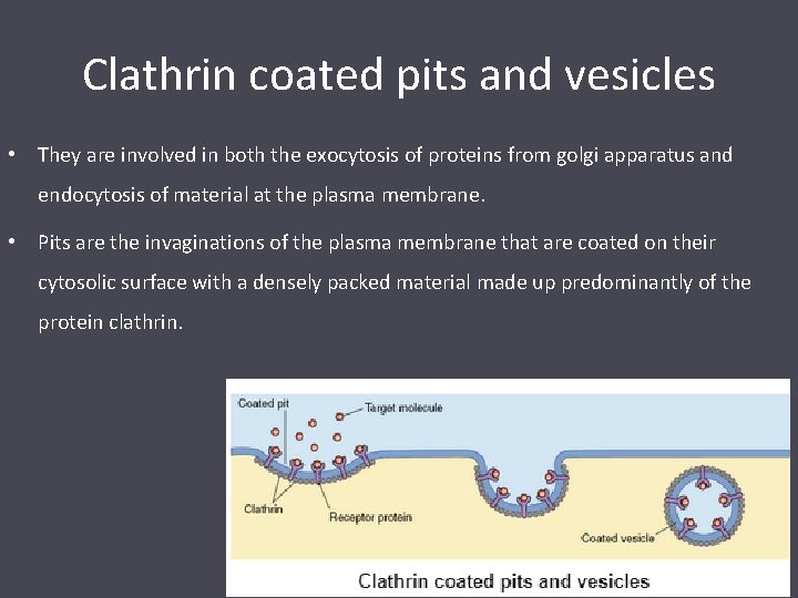 Clathrin coated pits and vesicles • They are involved in both the exocytosis of