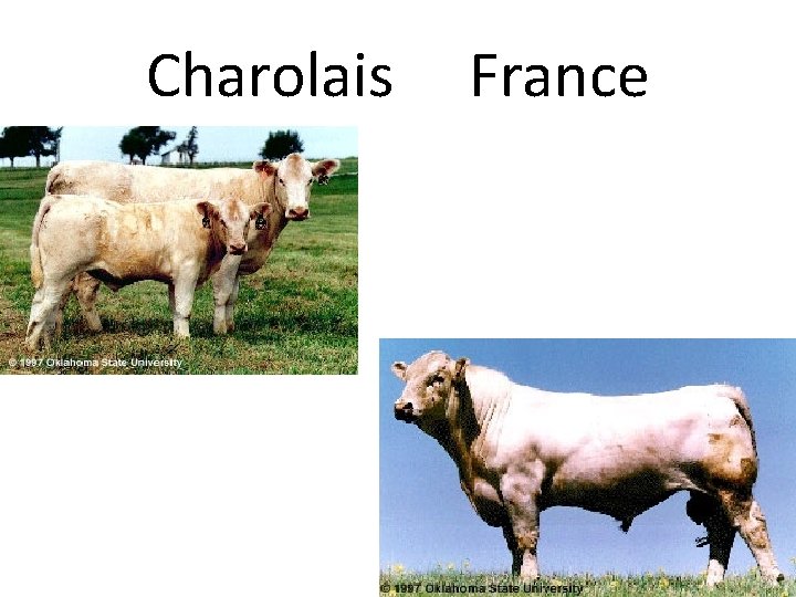 Charolais France 