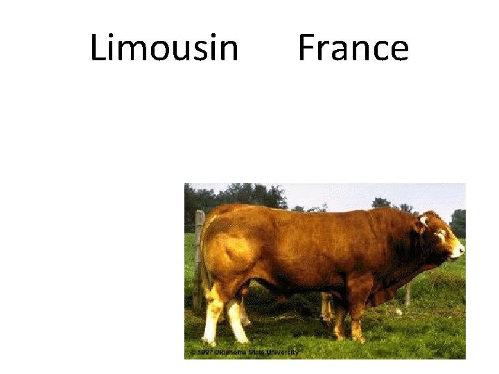 Limousin France 