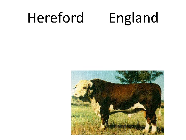 Hereford England 