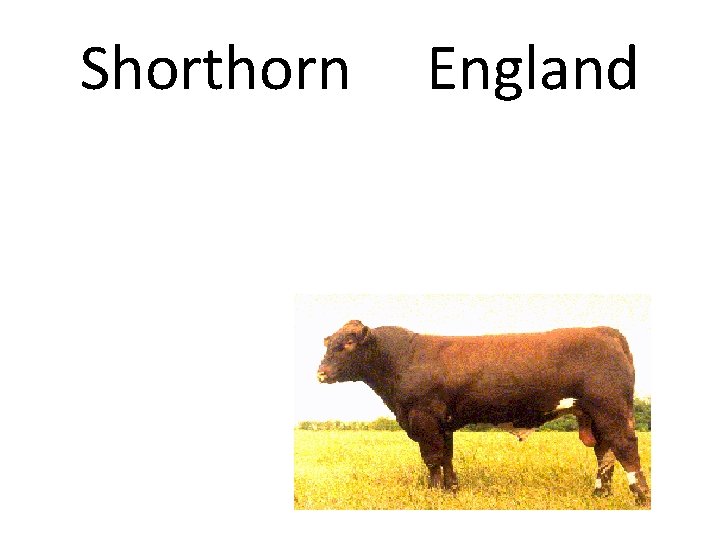 Shorthorn England 