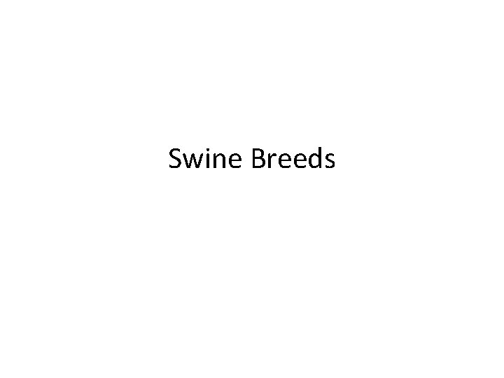 Swine Breeds 