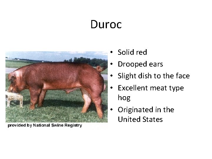 Duroc Solid red Drooped ears Slight dish to the face Excellent meat type hog