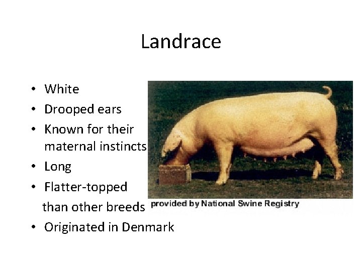 Landrace • White • Drooped ears • Known for their maternal instincts • Long