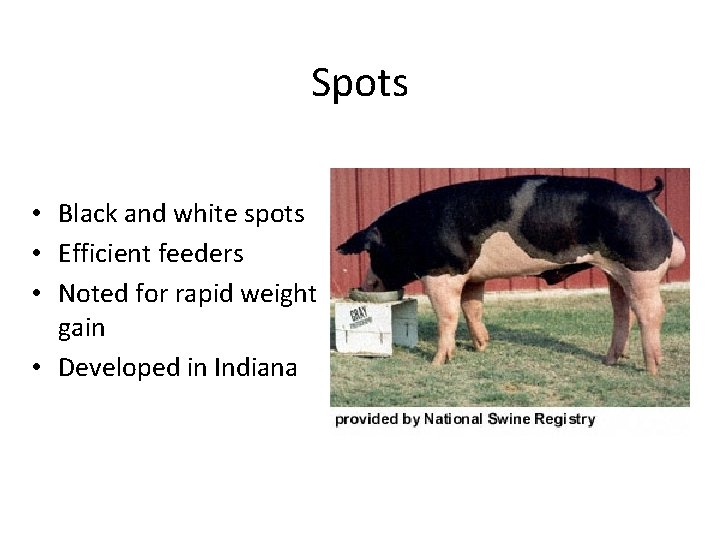 Spots • Black and white spots • Efficient feeders • Noted for rapid weight