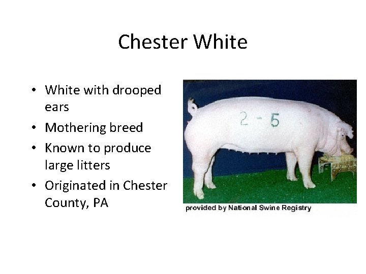 Chester White • White with drooped ears • Mothering breed • Known to produce