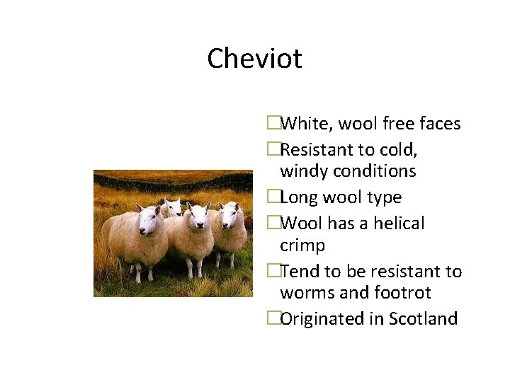 Cheviot �White, wool free faces �Resistant to cold, windy conditions �Long wool type �Wool