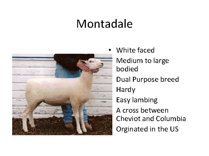 Montadale • White faced • Medium to large bodied • Dual Purpose breed •