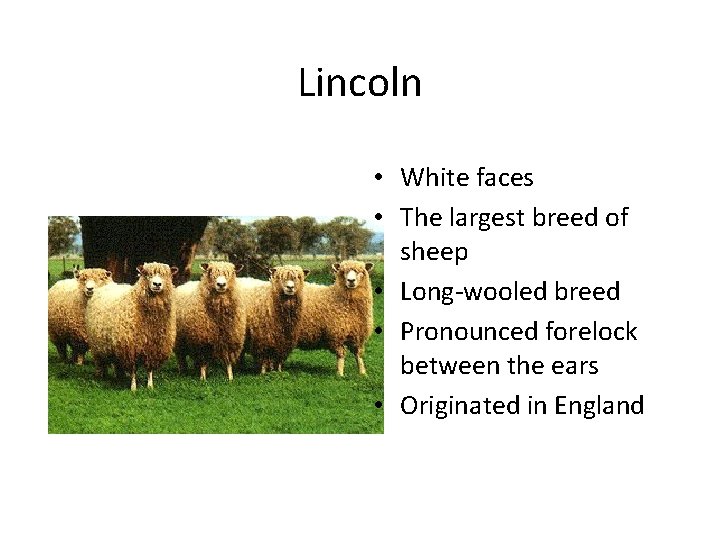 Lincoln • White faces • The largest breed of sheep • Long-wooled breed •