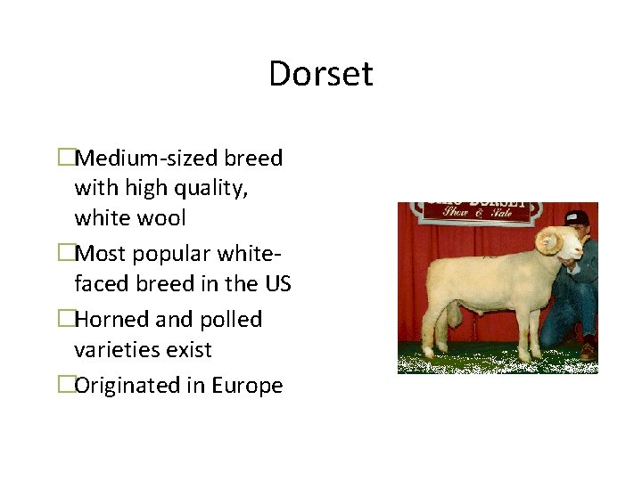 Dorset �Medium-sized breed with high quality, white wool �Most popular whitefaced breed in the