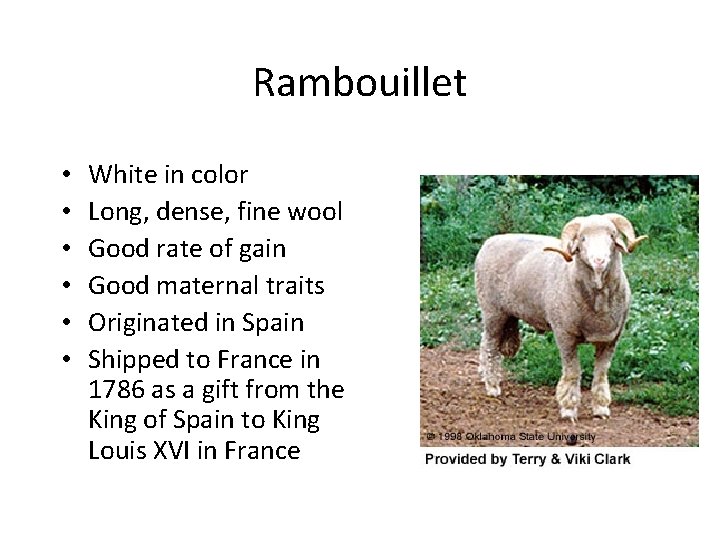 Rambouillet • • • White in color Long, dense, fine wool Good rate of