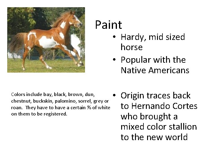 Paint • Hardy, mid sized horse • Popular with the Native Americans Colors include