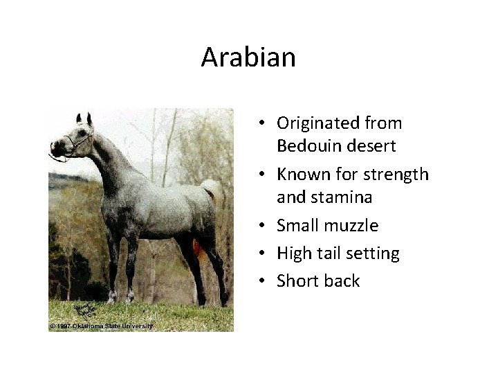 Arabian • Originated from Bedouin desert • Known for strength and stamina • Small