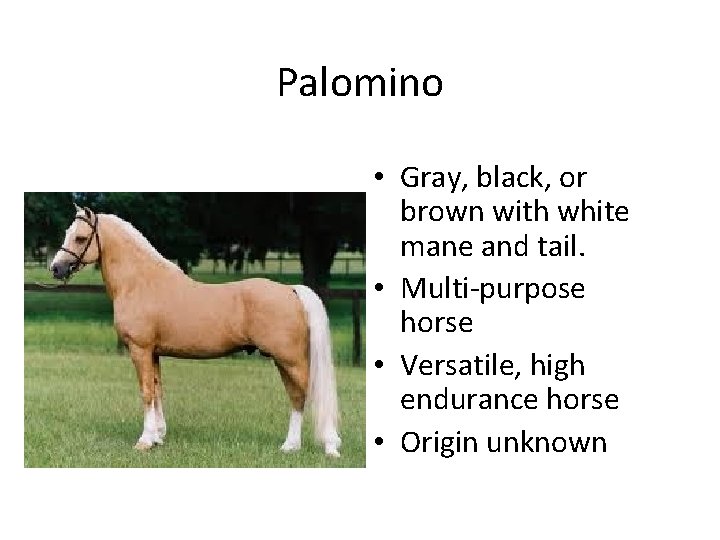 Palomino • Gray, black, or brown with white mane and tail. • Multi-purpose horse