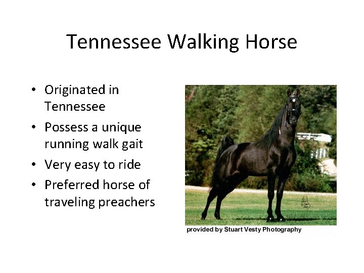 Tennessee Walking Horse • Originated in Tennessee • Possess a unique running walk gait