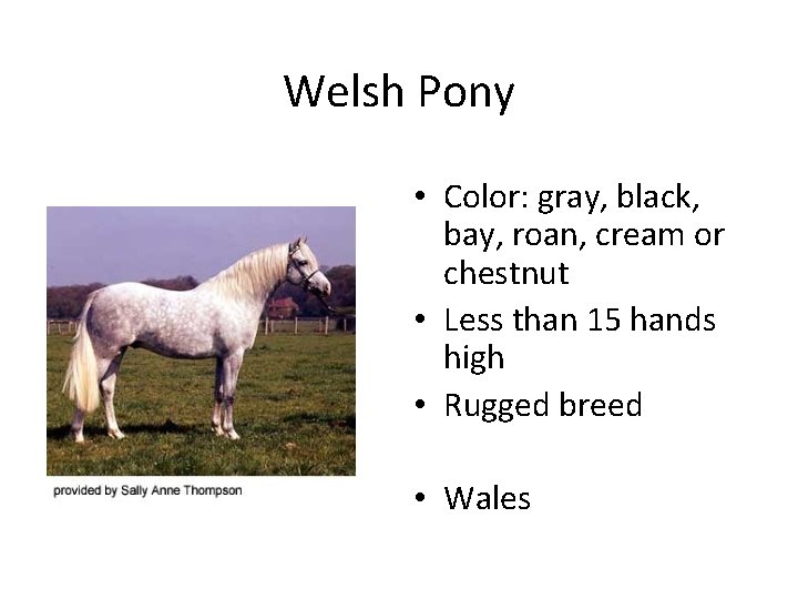 Welsh Pony • Color: gray, black, bay, roan, cream or chestnut • Less than