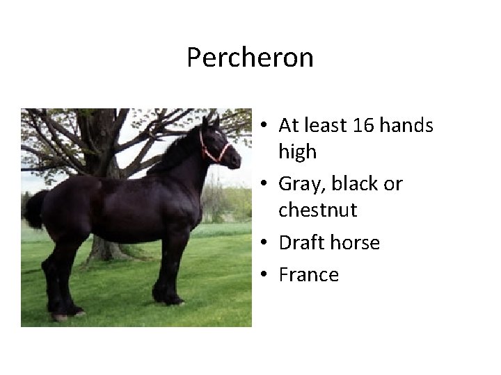Percheron • At least 16 hands high • Gray, black or chestnut • Draft