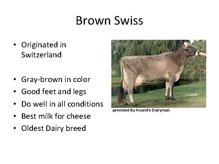 Brown Swiss • Originated in Switzerland • • • Gray-brown in color Good feet