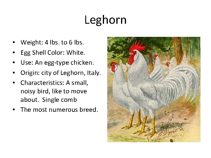Leghorn Weight: 4 lbs. to 6 lbs. Egg Shell Color: White. Use: An egg-type