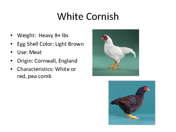 White Cornish • • • Weight: Heavy 8+ lbs Egg Shell Color: Light Brown
