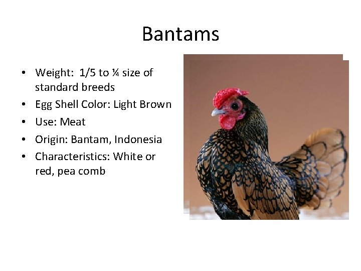 Bantams • Weight: 1/5 to ¼ size of standard breeds • Egg Shell Color: