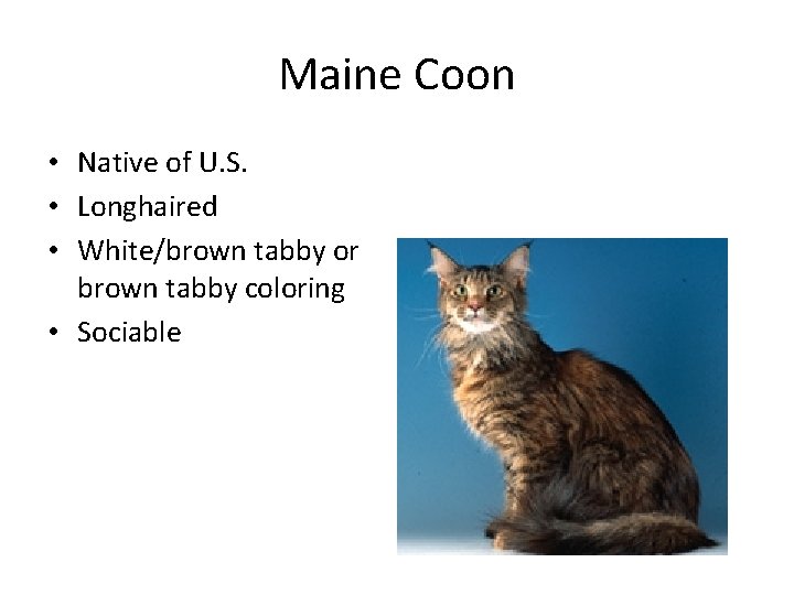 Maine Coon • Native of U. S. • Longhaired • White/brown tabby or brown