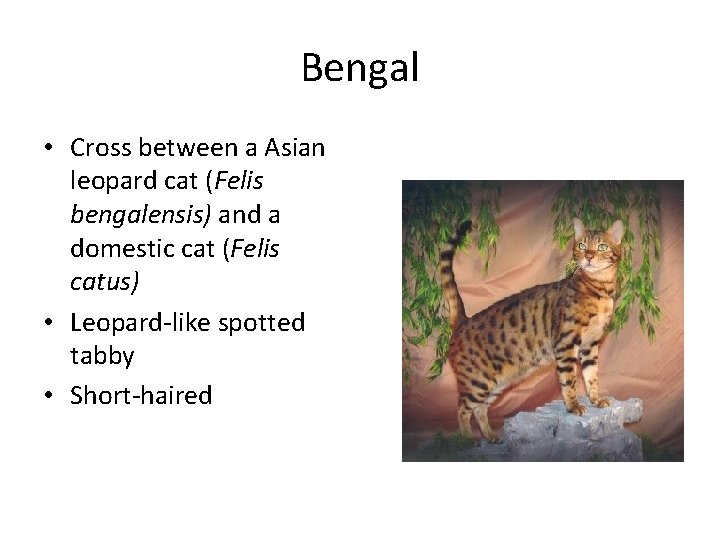 Bengal • Cross between a Asian leopard cat (Felis bengalensis) and a domestic cat